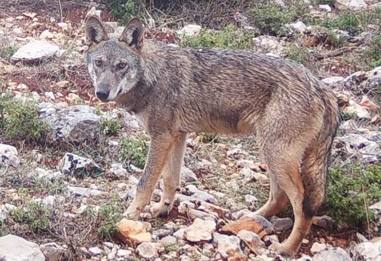 Ενημέρωση για Περιστατικό με Λύκο στην Περιοχή Βασιλικών Κτημάτων – Οδηγίες Προστασίας προς τους Επισκέπτες