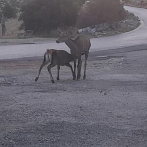 Λύκος με κολάρο κατασπαράζει ελάφι στην Πάρνηθα…VIDEO