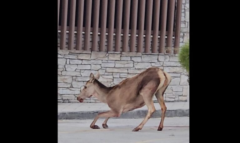 Καταγραφή-32