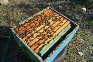 • Μελισσοκόμοι καταγγέλλουν ως αυθαίρετη την απόφαση του Δασαρχείο Πάρνηθας και ζητούν άρση της πενταετούς απαγόρευσης