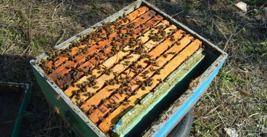 • Μελισσοκόμοι καταγγέλλουν ως αυθαίρετη την απόφαση του Δασαρχείο Πάρνηθας και ζητούν άρση της πενταετούς απαγόρευσης