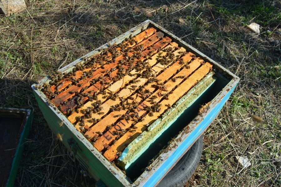• Μελισσοκόμοι καταγγέλλουν ως αυθαίρετη την απόφαση του Δασαρχείο Πάρνηθας και ζητούν άρση της πενταετούς απαγόρευσης