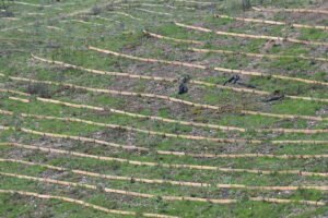 Αντιδιαβρωτικά έργα στο Τατόι και τον Δήμο Αχαρνών μετά τις πυρκαγιές του 2025