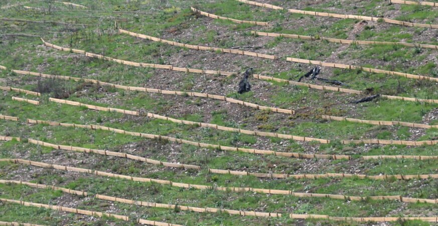 Αντιδιαβρωτικά έργα στο Τατόι και τον Δήμο Αχαρνών μετά τις πυρκαγιές του 2025