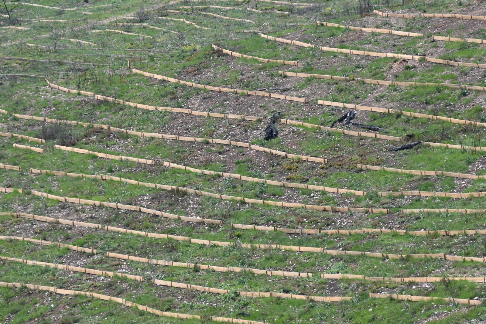 Αντιδιαβρωτικά έργα στο Τατόι και τον Δήμο Αχαρνών μετά τις πυρκαγιές του 2025