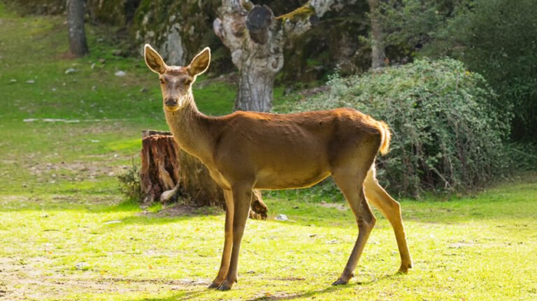 deer32-xrm