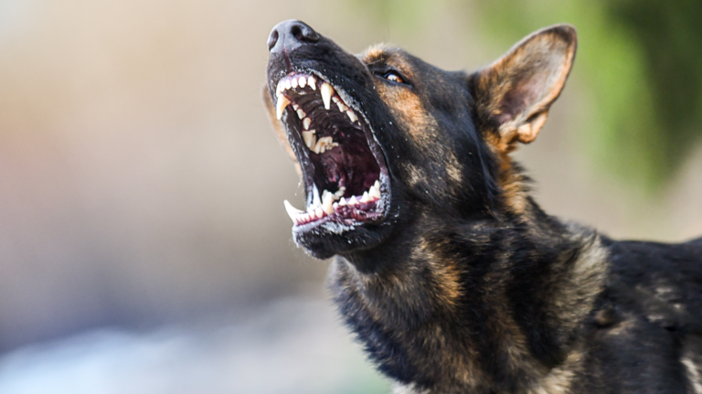 dog1